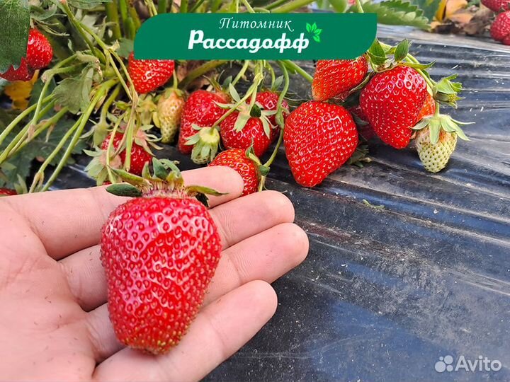 Рассада клубники. Опт от 64 шт