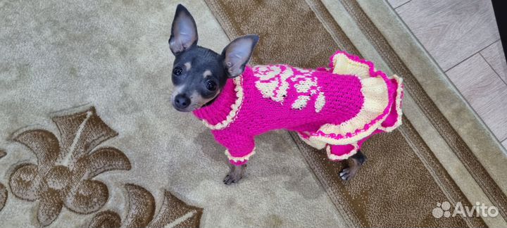 Одежда для собаки