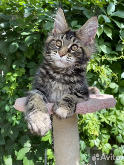 Котята мейн-кун