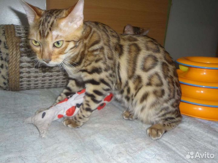 Красавцы бенгалы