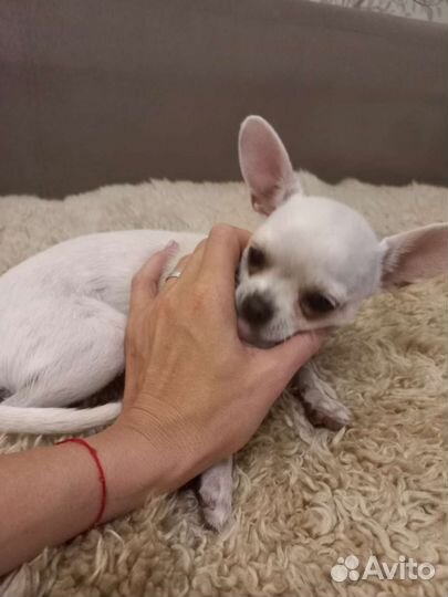 Чихуахуа мини девочка