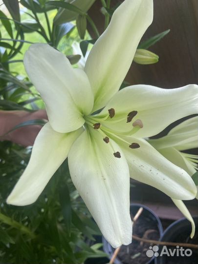 Луковицы лилий несколько