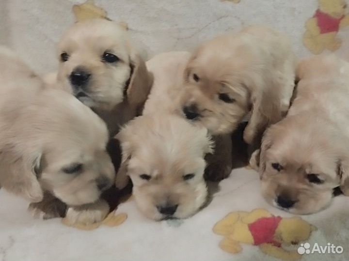 Собаки кокер спаниель