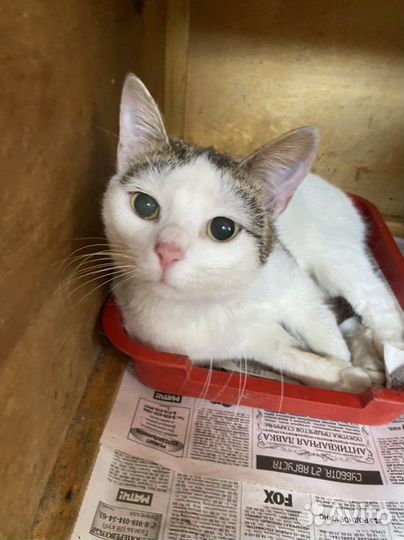Котик в приюте