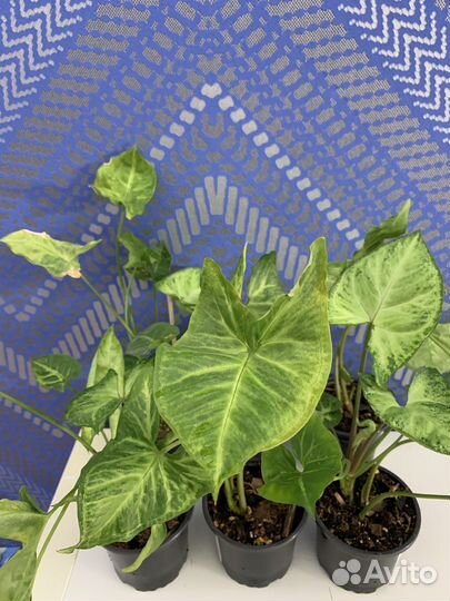 Сингониум батерфляй