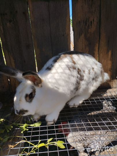 Овцы, ягнята, кролики