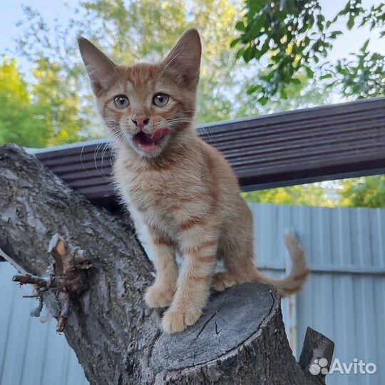 Котенок рыжее солнышко