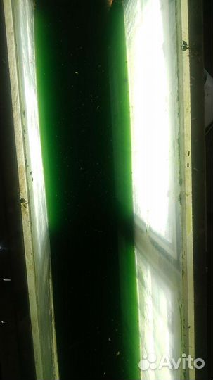 Хлорелла для пруда