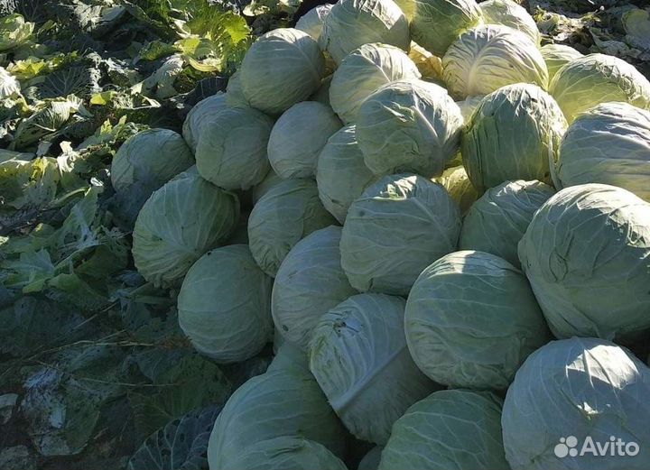 Капуста оптом