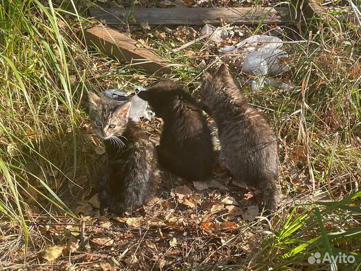 Котята в добрые руки