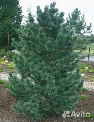 Сосна кедровая европейская 