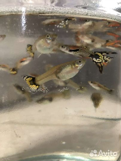 Аквариумные рыбки