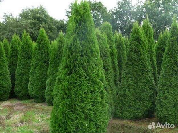 Туя смарагд, брабант, живая изгородь