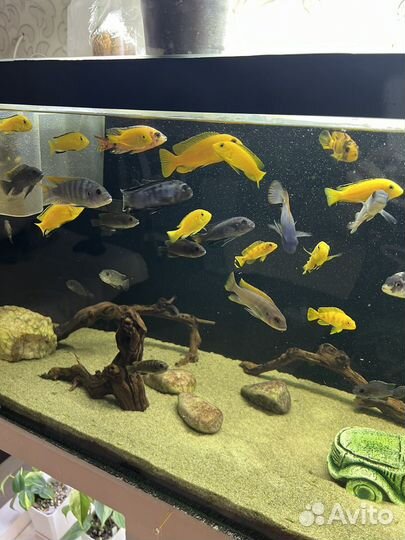 Малек малавийской цихлиды