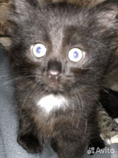 Котик бесплатно