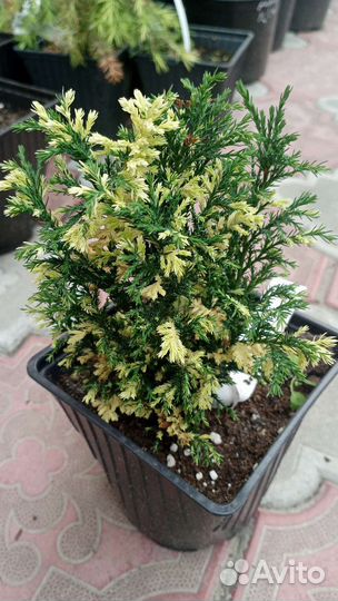 Кипарисовик, тисс, тсуга