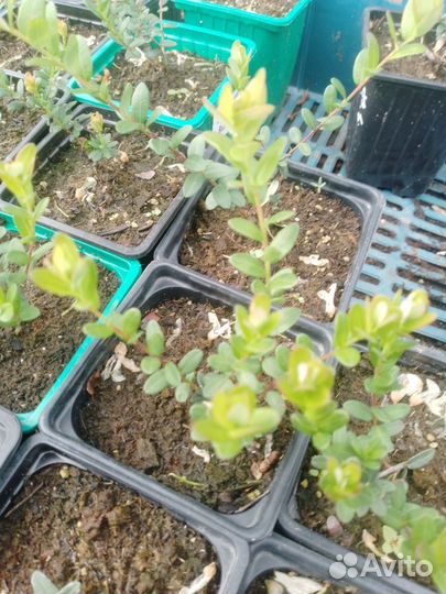 Клюква сорт стивенс