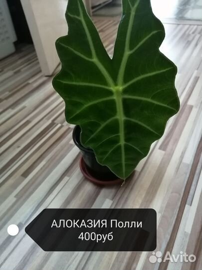 Комнатные растения