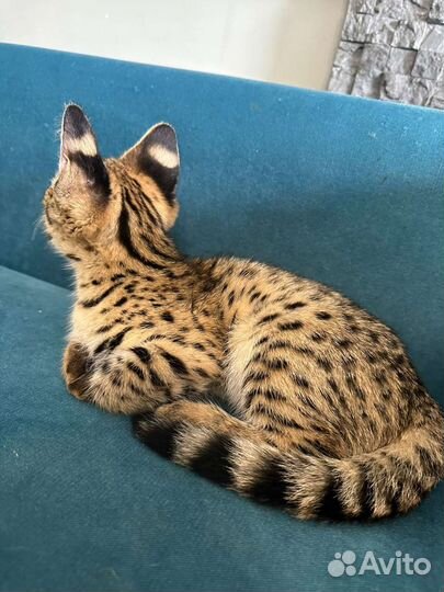 Саванна ф1 девочка