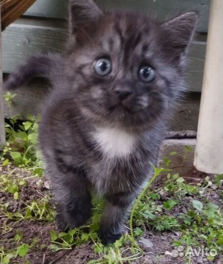 Черные котята девочки в добрые руки