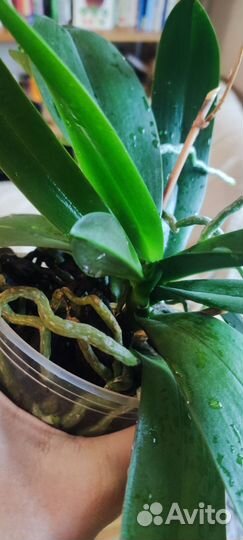 Орхидея фаленопсис бабочка Бовн