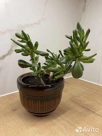 Крассула толстянка