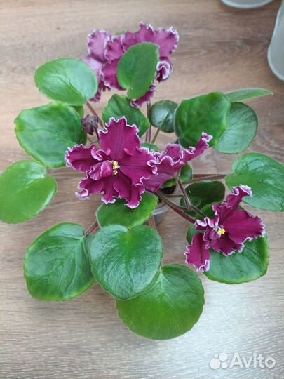 Фиалки сортовые