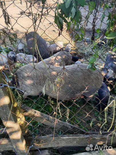 Вьетнамские поросята