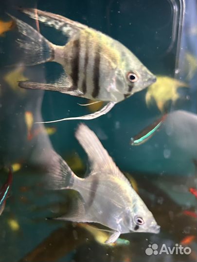 Аквариумеые рыбки