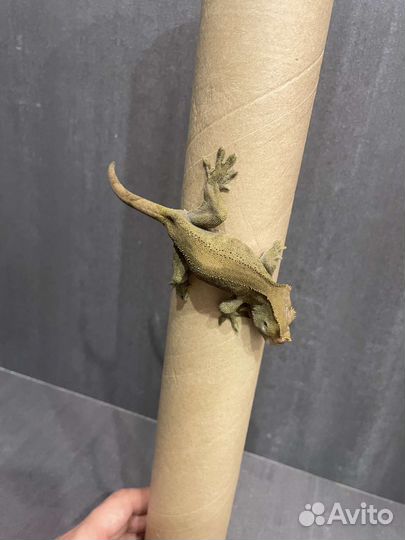 Реснитчатый бананоед