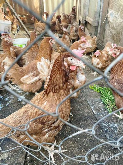 Куры несушки