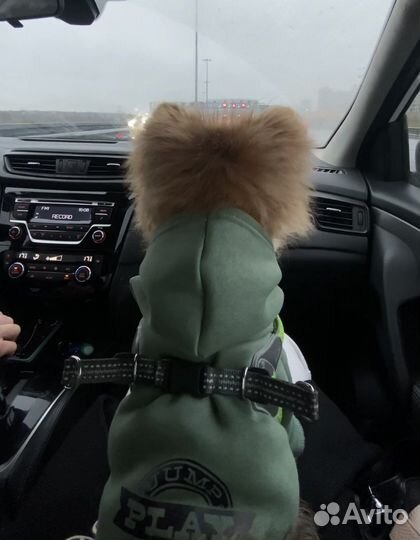 Одежда для собак мелких пород