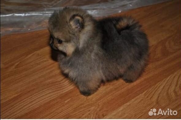 Померанский шпиц мини