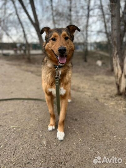 Лобзик ищет теплый дом