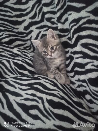 Отдам котика в добрые руки