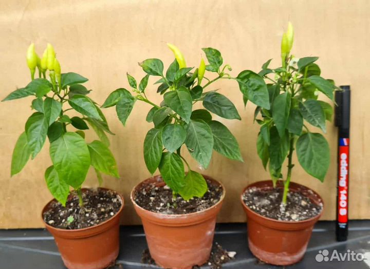 Перчики комнатные острые