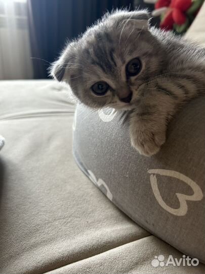 Продам девочку, очень милую 2000