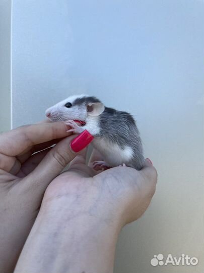 Крыса дамбо голубая норка