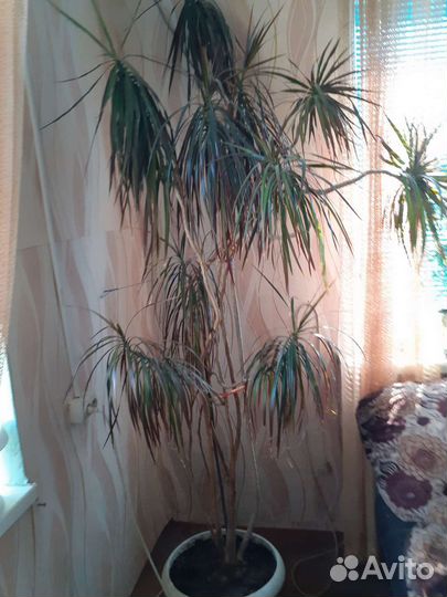 Пальма драцена