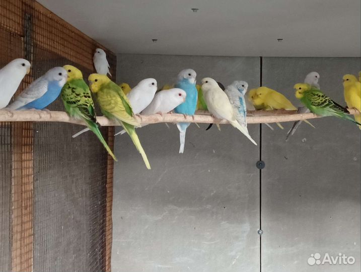 Кореллы и волнушка