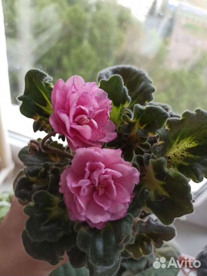 Фиалки, глоксинии