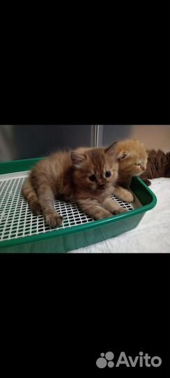 Шотландская девочка