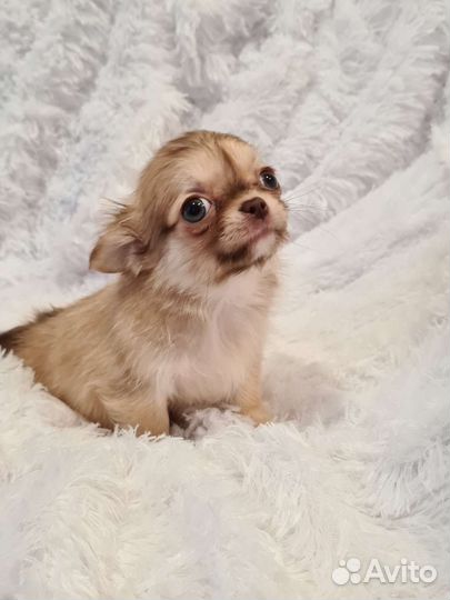 Чихуа хуа щенки