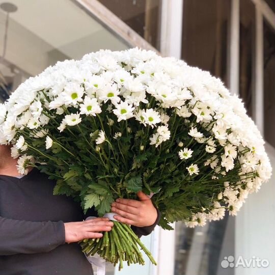 Букет из хризантем, букет гигант, 101 хризантема