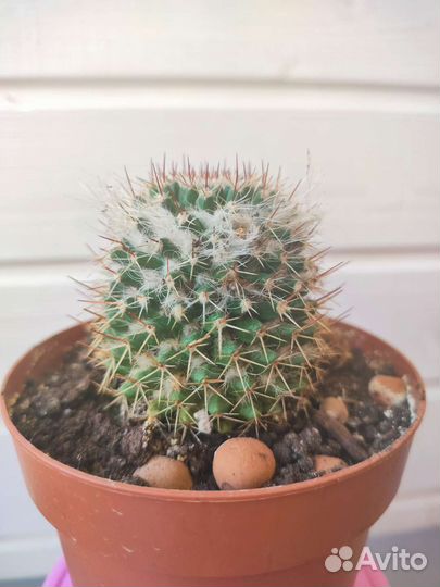 Кактус цветущий