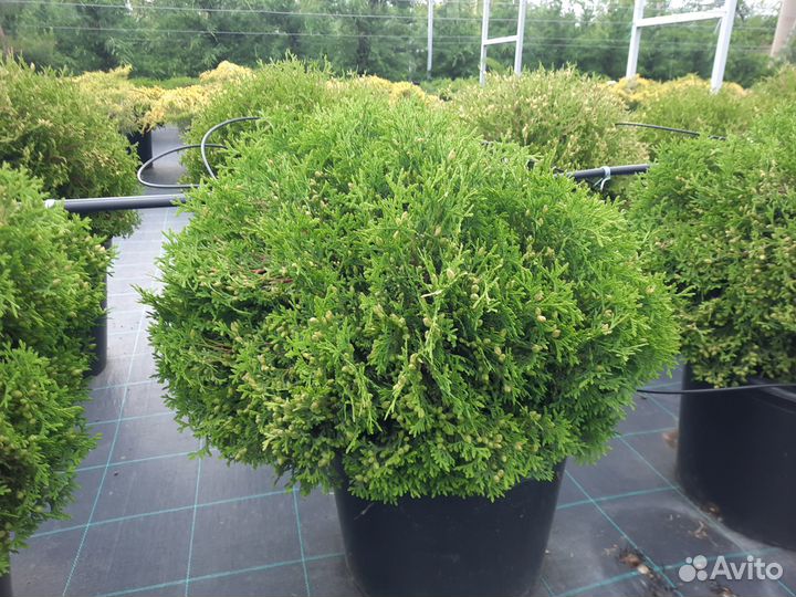 Туя шаровидная. Даника. Вудварди. Хозери. Тини Тим