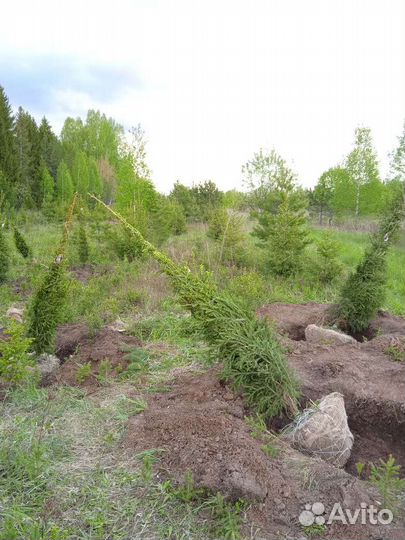 Копщик саженцев