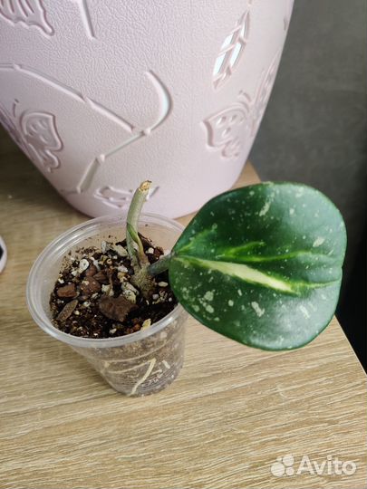 Хойя Обовата вариегата сплеш