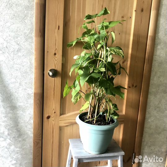 Сциндапсус Эпипремнум Филодендрон