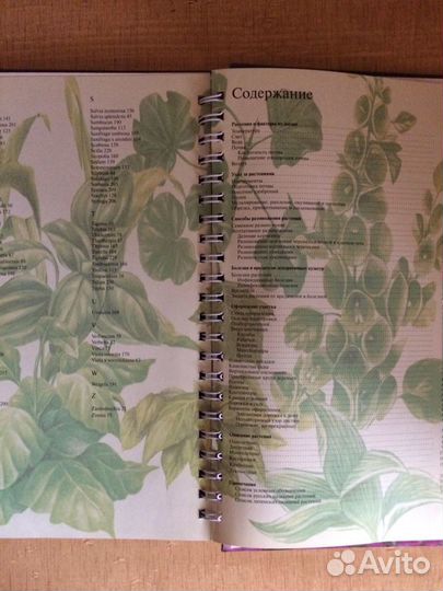 Каталог цветов для сада